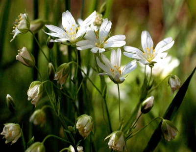 Wiesen-Blümchen