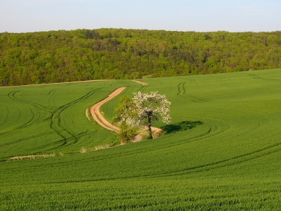 Baum im Frühling