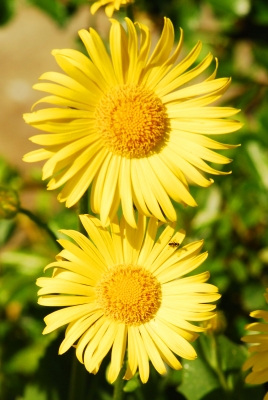 Blütenbracht in gelb