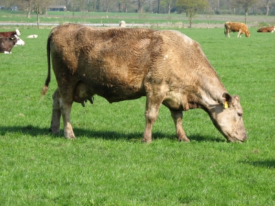 Milch- und Käseherstellung