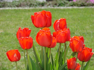 Tulpen im Garten