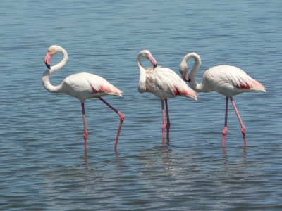 Flamingos