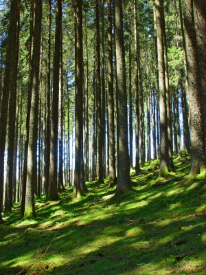Grüner Waldteppich