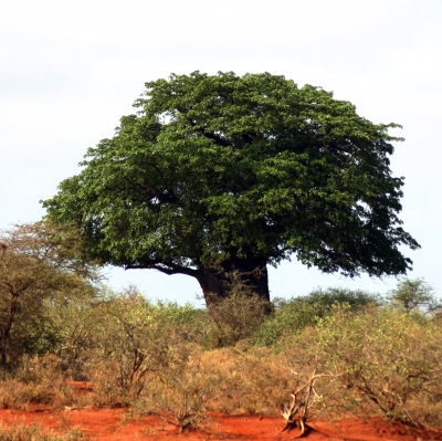 Mächtiger Baobab