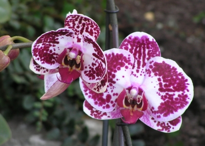 Orchideenblüten, karminrot