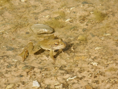 Frosch im Wasser