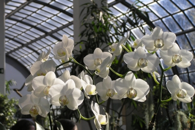 weissleuchtende Phalaenopsis Orchideen