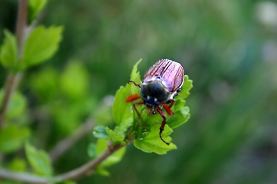 Maikäfer flieg