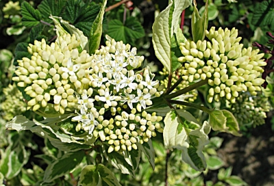 Heckenstaudenblüte