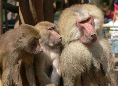 aufmerksame Affenfamilie