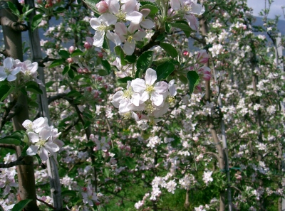 Blüten so weit das Auge reicht