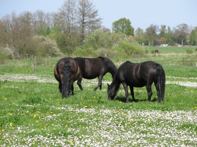 Pferde im Blütenmeer