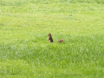 Eichhörnchen auf grüner Flur