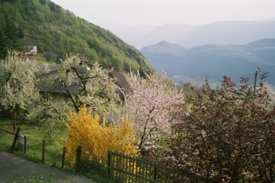 Frühling alles blüht