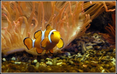 Clownfisch mit seiner Partnerin Ane-Mone