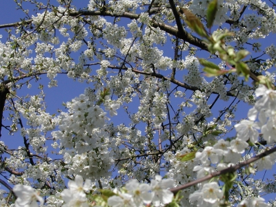 Kirschbaum in voller Blüte