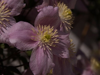 Clematis