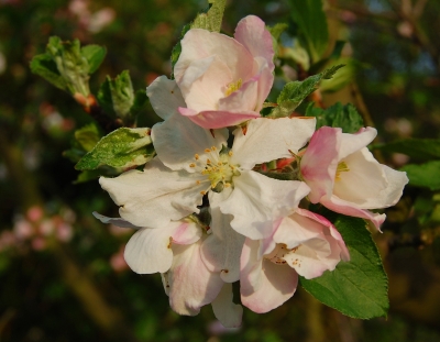 Apfelblüte im frühen Morgenlicht