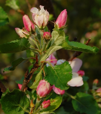 Apfelblüte im frühen Morgenlicht #2