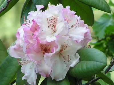 rosa-magenta Rhododendronblüte