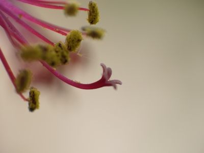Storchenschnabel - Blütenpollen
