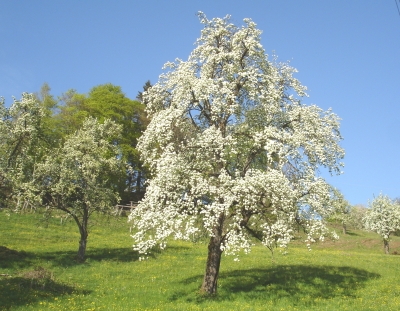 Blühender Birnbaum in Wasserburg am Bodensee