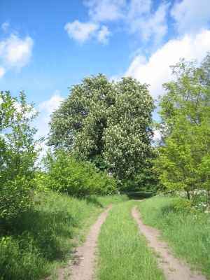 Farbenfroher Waldweg