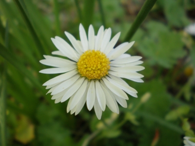 Gänseblümchen