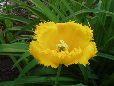 gelbe Tulpe gezackt