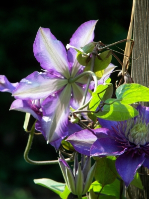 Blaue Clematis im Gegenlicht