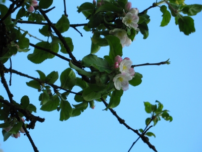 Blüten Apfelbaum näher