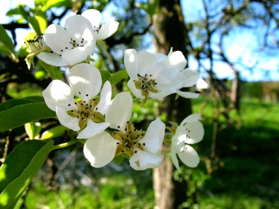 Blüte Birnbaum