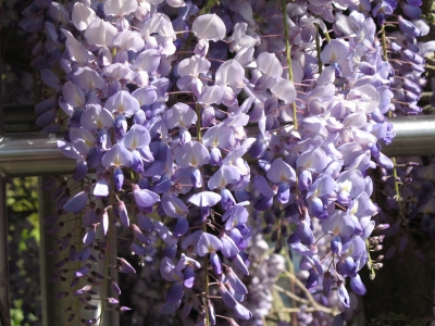 Japanischer Garten Blauregen