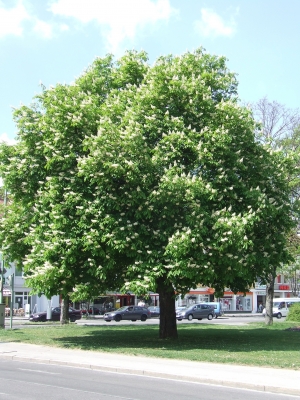 Kastanie in der Blüte 2