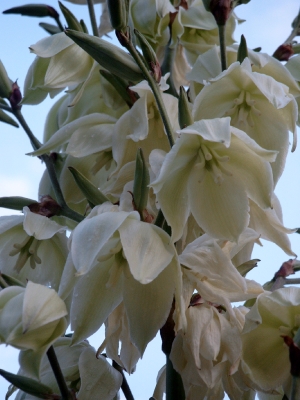 Yucca-Blüten