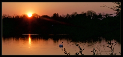 Panorama mit Schwan