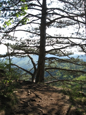 Hausstein bei den Myrafällen