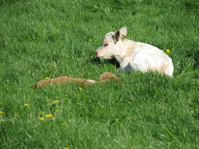 ich bin nicht der Osterhase...