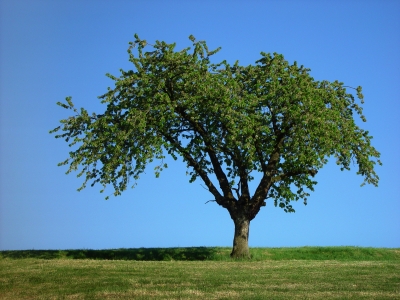 Einbaum