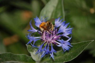 Hummel auf Blume