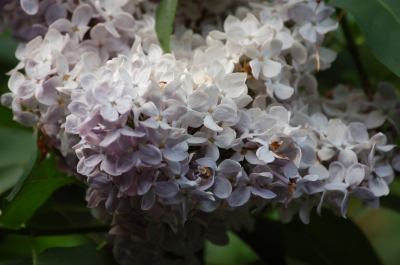 Blüten im Frühjahr