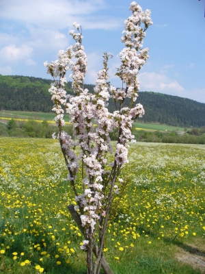 Frühling im Donautal
