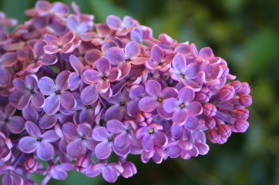 syringa