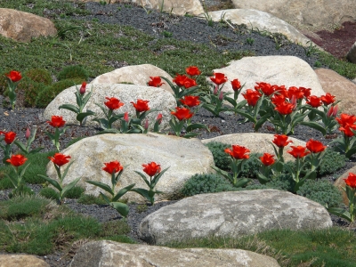 Tulpen im Nochtener Findlingspark 3