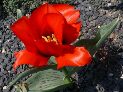 Tulpe im Nochtener Findlingspark 4