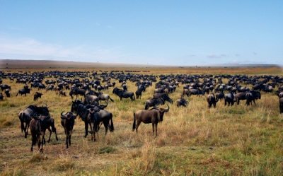 Migration in der Massai Mara