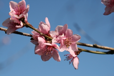 Pfirsichblüten im April