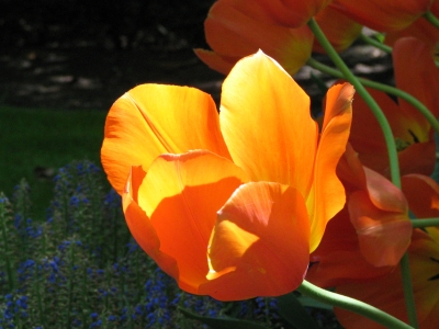 Tulpen im Keukenhof