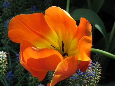 Tulpen im Keukenhof