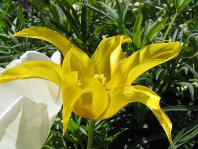 Tulpen im Keukenhof